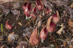 Skunk cabbage